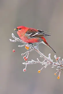 Grosbeaks: Pine Grosbeak - adult male in winter