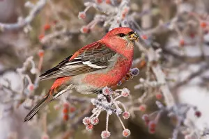 Grosbeaks: Pine Grosbeak - adult male in winter