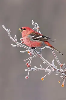 Grosbeaks: Pine Grosbeak - adult male in winter