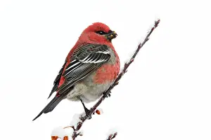 Grosbeaks: Pine Grosbeak - adult male in winter