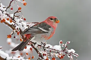 Grosbeaks: Pine Grosbeak - adult male in winter