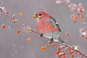 Grosbeaks: Pine Grosbeak - adult male in winter