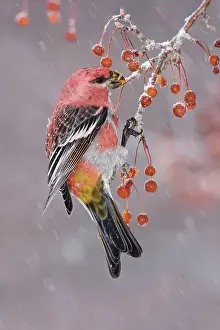 Grosbeaks: Pine Grosbeak - adult male in winter