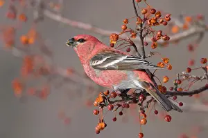 Grosbeaks: Pine Grosbeak - adult male in winter