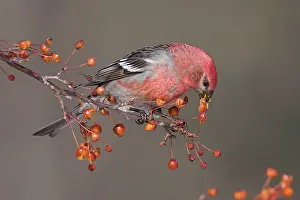 Grosbeaks: Pine Grosbeak - adult male in winter