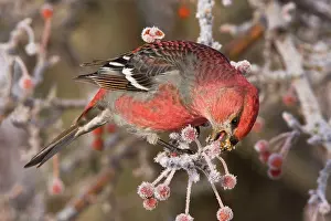 Grosbeaks: Pine Grosbeak - adult male in winter eating berries