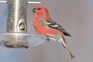 Grosbeaks: Pine Grosbeak - at bird feeder