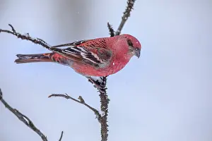 Whilst: Pine Grosbeak - bright red coloured male adult grosbeak