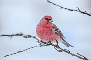 Steffen & Alexandra Sailer: Pine Grosbeak - bright red coloured male adult grosbeak