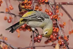 Grosbeaks: Pine Grosbeak - eating berries