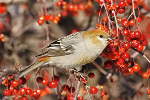 Grosbeaks: Pine Grosbeak - female