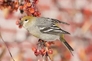 Grosbeaks: Pine Grosbeak - female