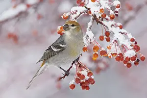 Grosbeaks: Pine Grosbeak - female