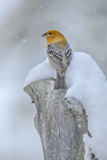 Whilst: Pine Grosbeak - female adult grosbeak sitting on
