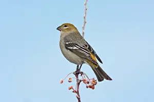 Grosbeaks: Pine Grosbeak - female in winter