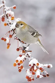 Grosbeaks: Pine Grosbeak - female in winter