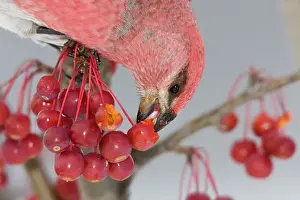 Grosbeaks: Pine Grosbeak - male eating seeds inside crabapple