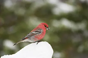 Grosbeaks: Pine Grosbeak - male on feeding in snow