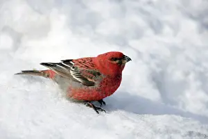 Enucleator: Pine Grosbeak - Male on feeding in snow