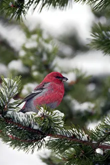 Enucleator: Pine Grosbeak - Male on snowy pine tree