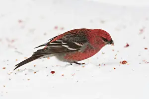 Grosbeaks: Pine Grosbeak - male in winter