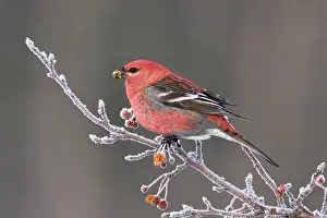 Grosbeaks: Pine Grosbeak - Male in winter