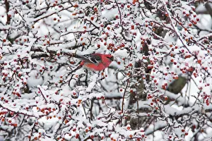 Grosbeaks: Pine Grosbeak - male in winter