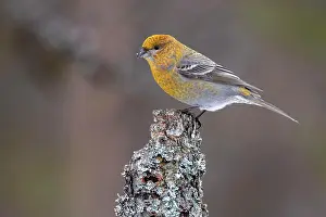 Finch: Pine grosbeak (Pinicola enucleator), female, branch