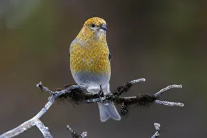 Finch: Pine grosbeak (Pinicola enucleator), female, mossy