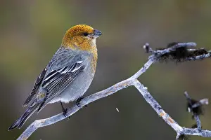 Finch: Pine grosbeak (Pinicola enucleator), female, twig