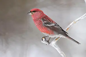 Finch: Pine grosbeak (Pinicola enucleator), male, branch