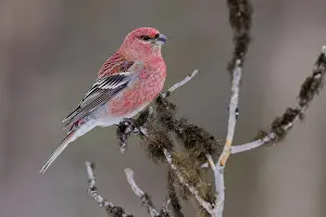 Finch: Pine grosbeak (Pinicola enucleator), male, mossy