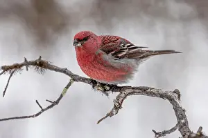 Finch: Pine grosbeak (Pinicola enucleator), male, twig