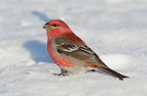 Grosbeaks: Pine Grosbeak - in snow