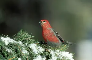 Grosbeaks: Pine Grosbeak - On snow covered pine