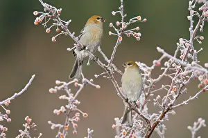 Grosbeaks: Pine Grosbeaks - in winter