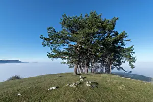 Owen: Pine grove on hill near Owen, Swabian Alb, Baden-Warttemberg