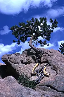 Showing: PINE - growing out of boulder, showing roots