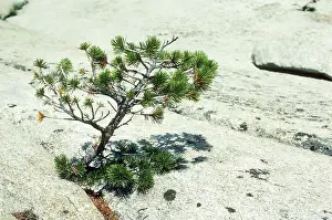 Gymnosperm: Pine growing from granite rock