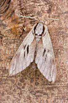 Pinastri: Pine Hawk Moth at rest