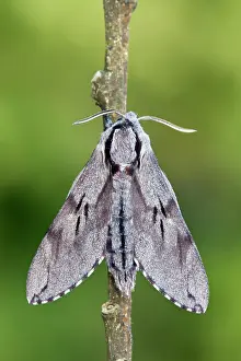 Pinastri: Pine Hawkmoth