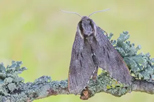 Kalmar: Pine Hawkmoth