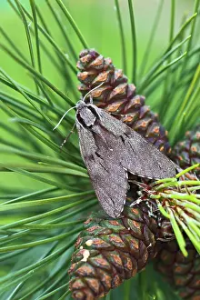 Pinastri: Pine Hawkmoth - on pine cones