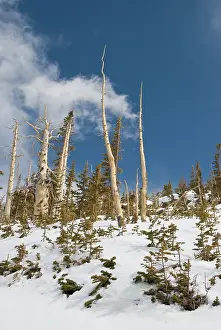 Destroy: Pine