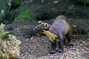 Martens: Pine Marten