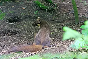 Martens: Pine Marten