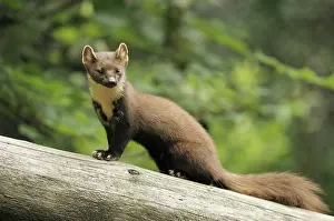 Martens: Pine marten