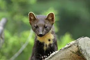 Martens: Pine marten
