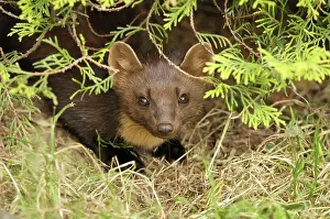 Martens: Pine marten