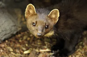 Martens: Pine marten